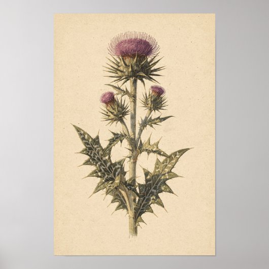 Mariendistel-Botanik-Studie | 12 × 18 Poster (Vorne)