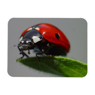 Marienkäfer auf Blatt Magnet