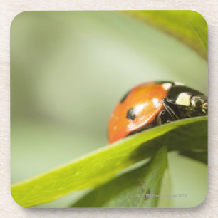 Marienkäfer auf Blatt, Marienkäfer auf Blatt Getränkeuntersetzer