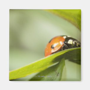 Marienkäfer auf Blatt, Marienkäfer auf Blatt Magnet