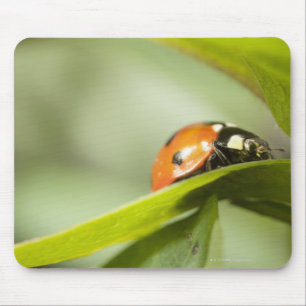 Marienkäfer auf Blatt, Marienkäfer auf Blatt Mousepad