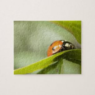 Marienkäfer auf Blatt, Marienkäfer auf Blatt Puzzle
