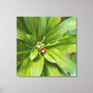 Marienkäfer auf Blumen Leinwanddruck