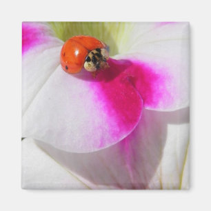 Marienkäfer auf dem Petunia Magnet