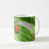Marienkäfer auf einem Blatt Kaffeetasse (VorderseiteRechts)