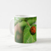 Marienkäfer auf einem Blatt Kaffeetasse (Vorderseite Links)