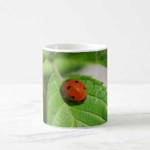 Marienkäfer auf einem Blatt Kaffeetasse