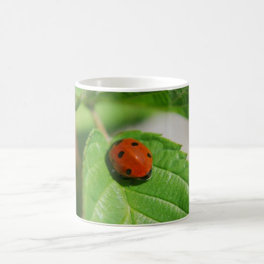 Marienkäfer auf einem Blatt Kaffeetasse (Mittel)