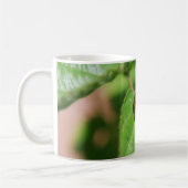Marienkäfer auf einem Blatt Kaffeetasse (Links)