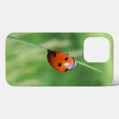 Marienkäfer auf einem Grashalm Case-Mate iPhone Hülle (Rückseite (Horizontal))