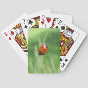 Marienkäfer auf einem Grashalm Spielkarten