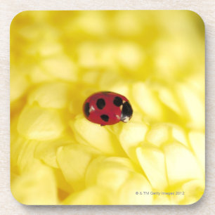 Marienkäfer auf einer gelben Chrysantheme Getränkeuntersetzer