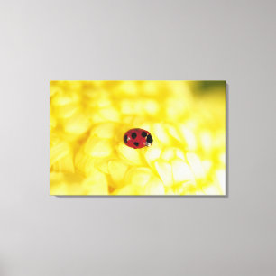 Marienkäfer auf einer gelben Chrysantheme Leinwanddruck
