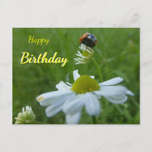 Marienkäfer auf Gänseblümchen Frohe Geburtstag Pos Postkarte