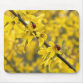 Marienkäfer auf gelbem Forsythienzweig Mousepad (Vorne)