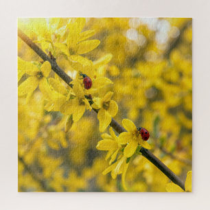 Marienkäfer auf gelbem Forsythienzweig Puzzle