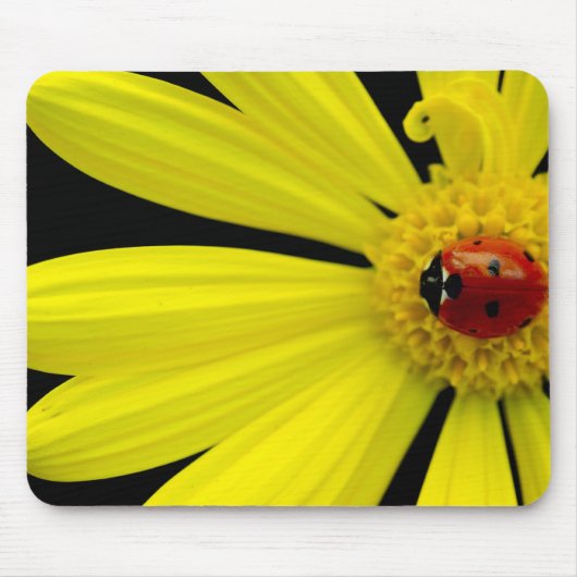 Marienkäfer auf gelbem Gänseblümchen Mousepad (Vorne)