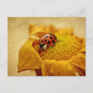 Marienkäfer auf gelber Blüte Postkarte