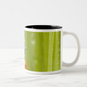 Marienkäfer auf Gras, Nahaufnahme Zweifarbige Tasse