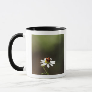 Marienkäfer auf Kamillen-Blume Tasse