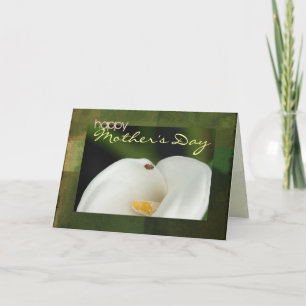 Marienkäfer auf Karte der Calla-Lilien-Mutter