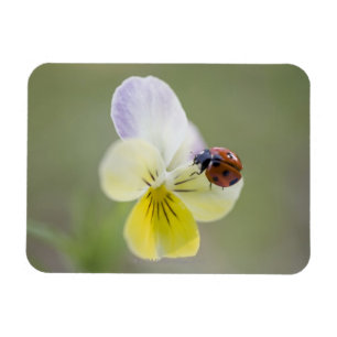 Marienkäfer auf Pansy, Biei, Hokkaido, Japan Magnet