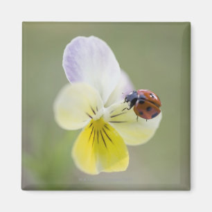 Marienkäfer auf Pansy, Biei, Hokkaido, Japan Magnet