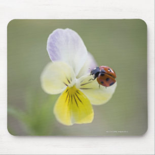 Marienkäfer auf Pansy, Biei, Hokkaido, Japan Mousepad