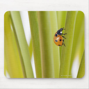 Marienkäfer auf Pflanzenstämmen Mousepad