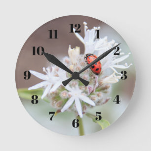 Marienkäfer auf Silverleaf Phacelia Runde Wanduhr
