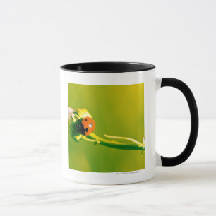Marienkäfer auf Sprig Tasse