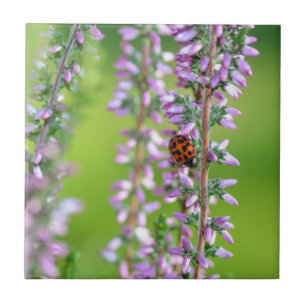 Marienkäfer auf violetten Blumen    Fliese