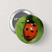 Marienkäfer Button (Vorne & Hinten)