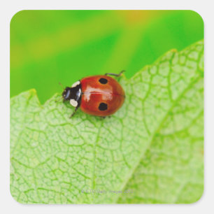 Marienkäfer, der über ein Blatt geht Quadratischer Aufkleber