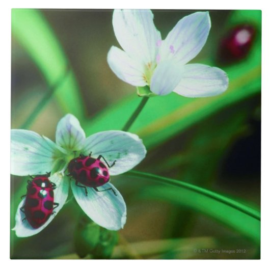 Marienkäfer Fliese (Vorderseite)