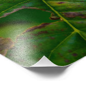 Marienkäfer  fotodruck (Ecke)