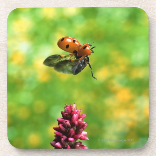 Marienkäfer Getränkeuntersetzer (Vorderseite)