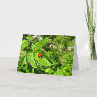 Marienkäfer-Gruß-Karte, leeres Innere Karte