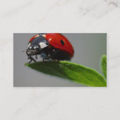 Marienkäfer-Insekten Visitenkarte (Rückseite)