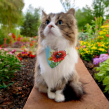 Marienkäfer Katze