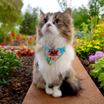 Marienkäfer Katze