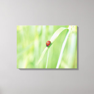 Marienkäfer Leinwanddruck