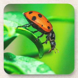 Marienkäfer-Makro-Unterlage   Natur-Trinkgeschirr- Getränkeuntersetzer