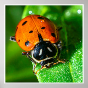 Marienkäfer-Makro-Wandkunst   Lebendiges Naturfoto Poster