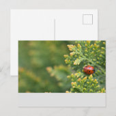 Marienkäfer Postkarte (Vorne/Hinten)