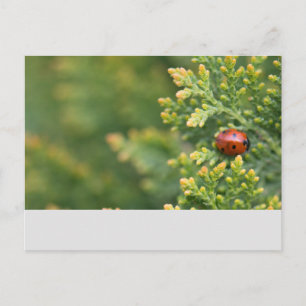 Marienkäfer Postkarte
