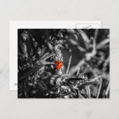 Marienkäfer Postkarte (Vorne/Hinten)