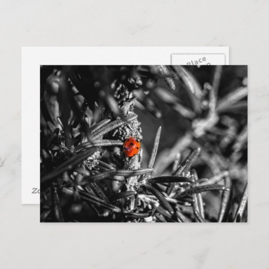 Marienkäfer Postkarte (Vorne/Hinten)