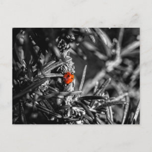 Marienkäfer Postkarte