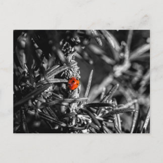 Marienkäfer Postkarte